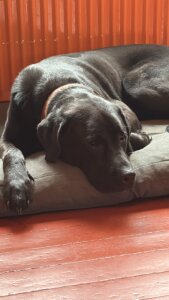 A5D03E56-45FA-4818-91DA-C5D74A9DAE8F Honden Welkom 't Boskefé Kobus, Drenthe, Zorgvlied