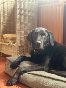 IMG_5582 Hond (en) Welkom bij 't Boskefé Kobus. Zorgvlied, Drenthe